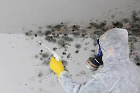 Mold Odor Removal Services in Ashland, WI